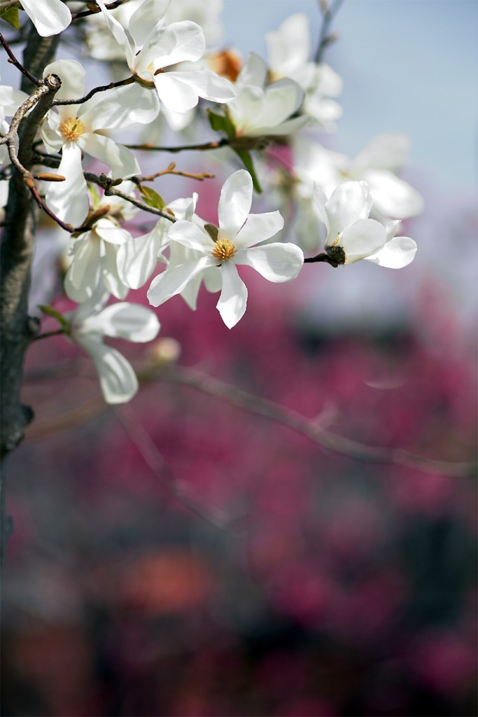 冬の終わりの花