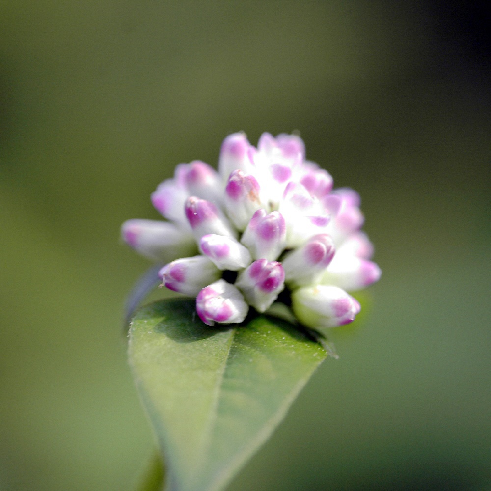 Pinky Flower