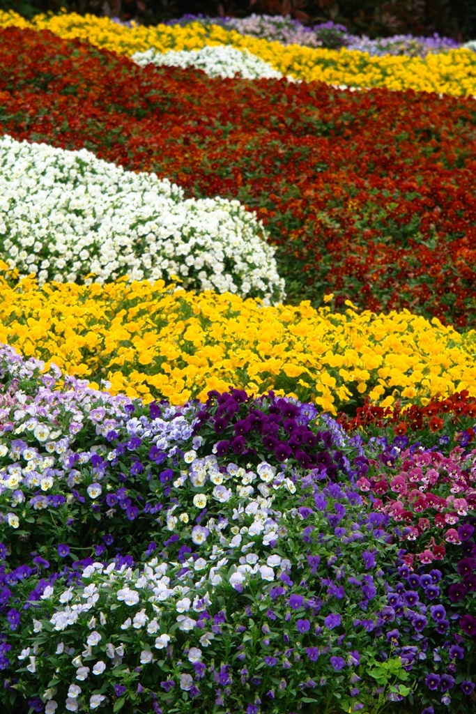 春の花達