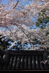 屋上の桜