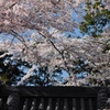屋上の桜
