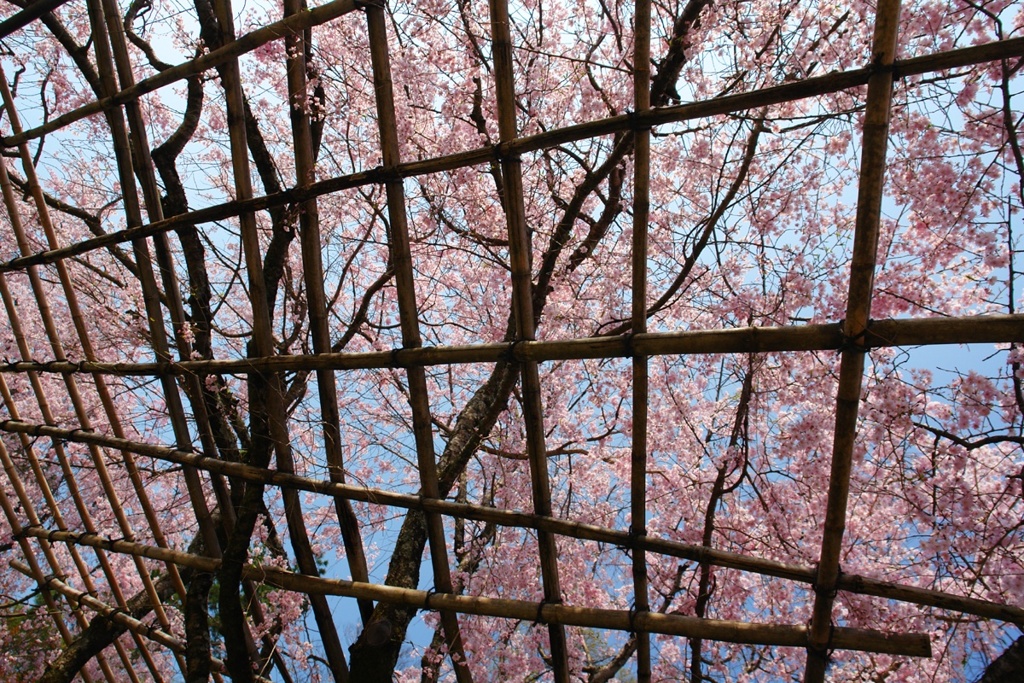 桜見上げて