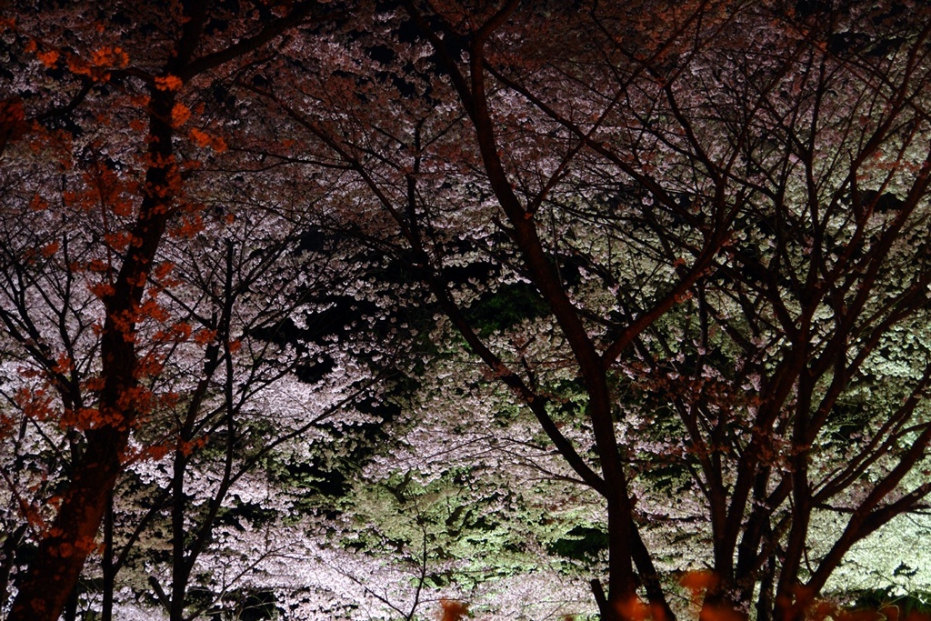 夜の楽しみ