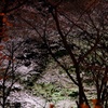 夜の楽しみ