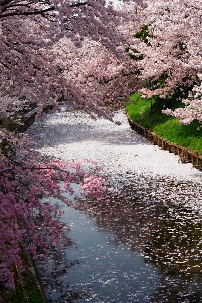 花筏