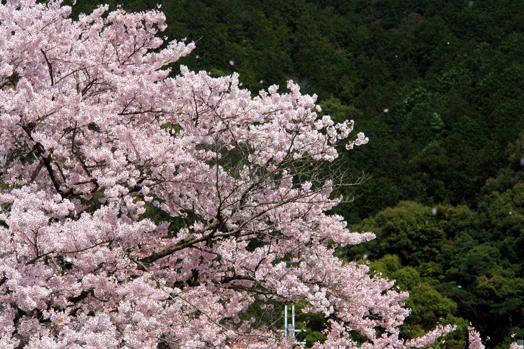 ふわり