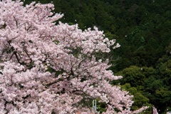 ふわり