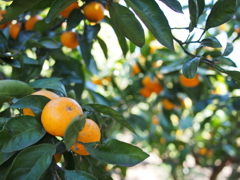 みかん狩り