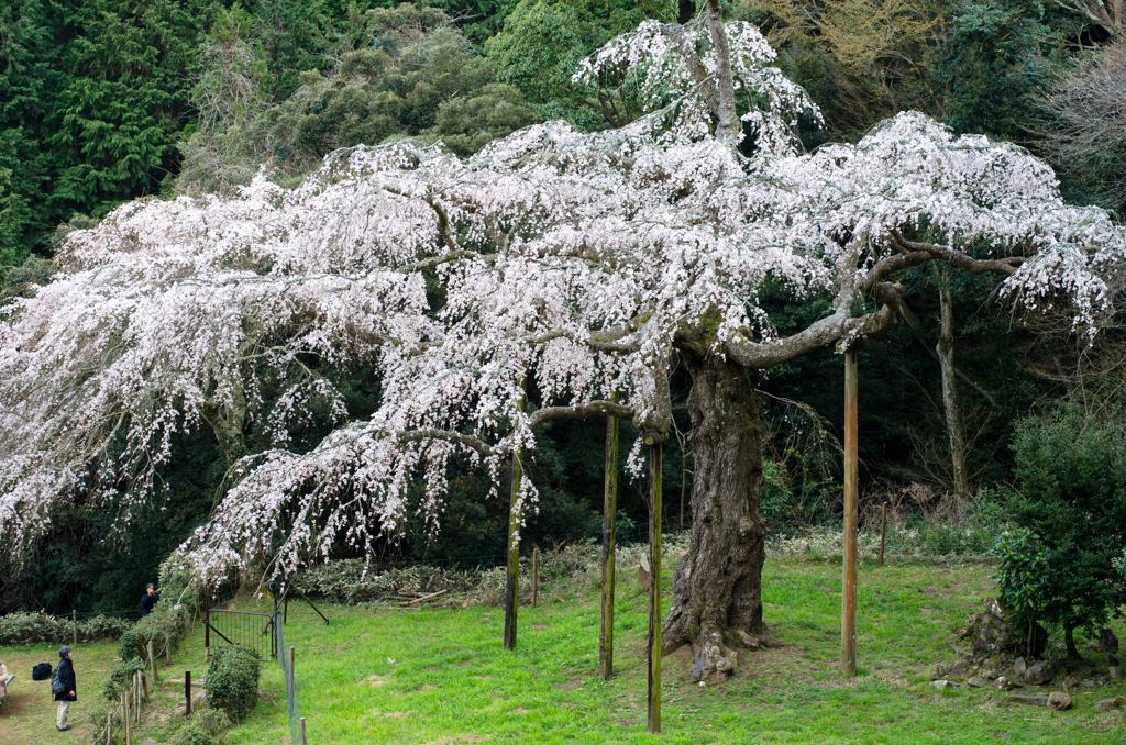 しだれ桜3