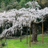 しだれ桜3