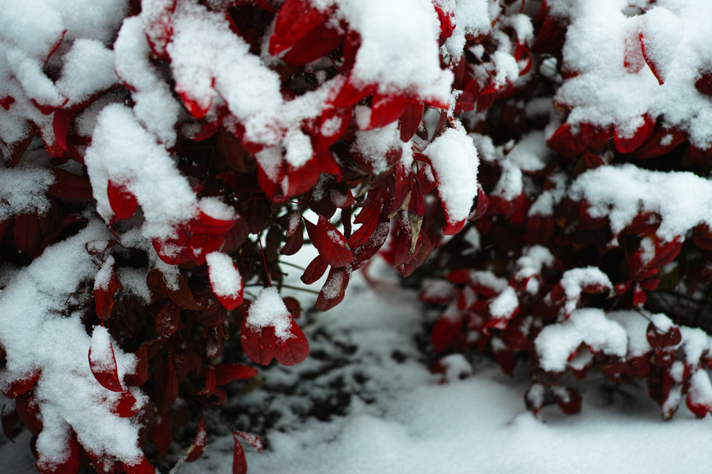 雪化粧