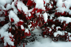 雪化粧