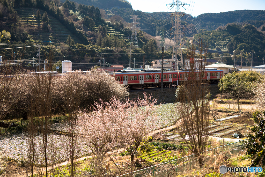 登山鉄道と梅