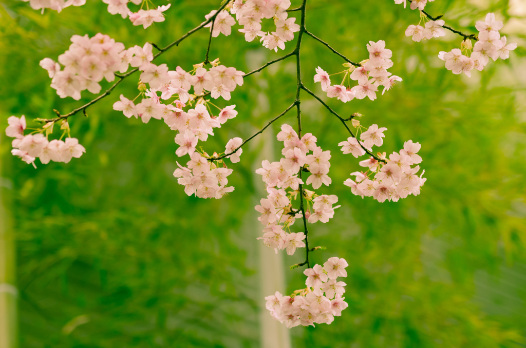 桜と竹のコラボ2