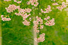 桜と竹のコラボ2