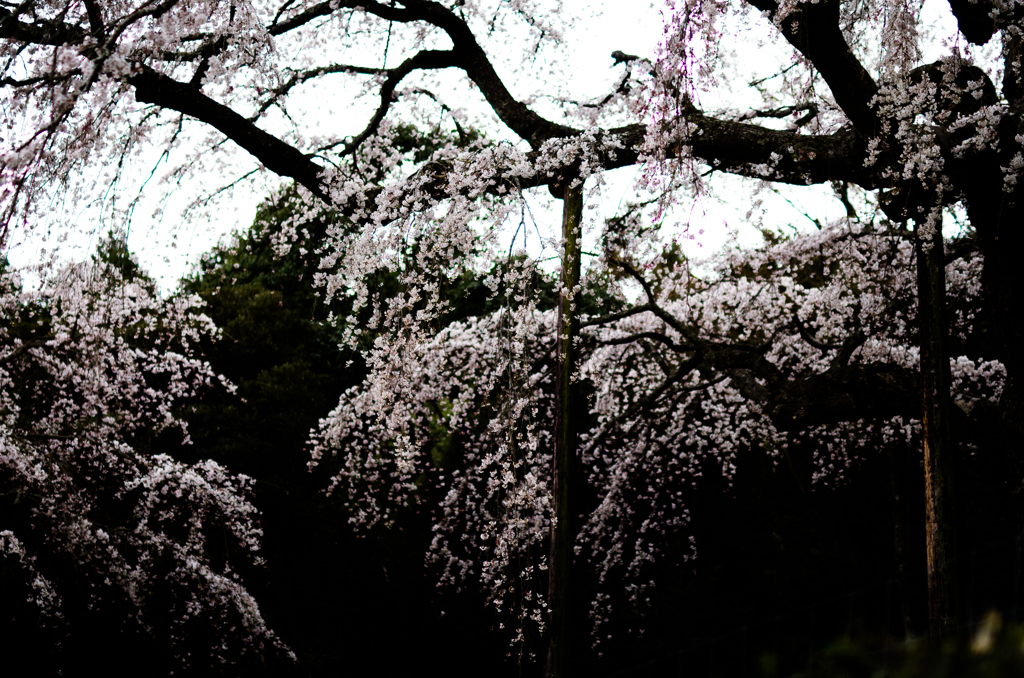 しだれ桜2
