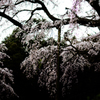 しだれ桜2
