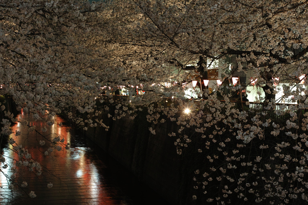 桜の岸辺