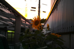 盛夏の象徴