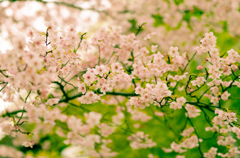 桜と竹のコラボ1