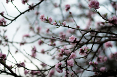 梅か桜か