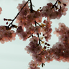 桜の押し花