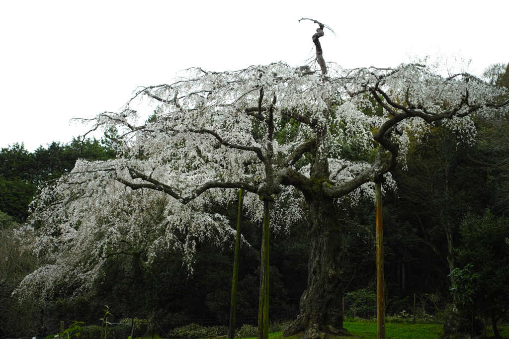 しだれ桜4