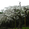 しだれ桜4