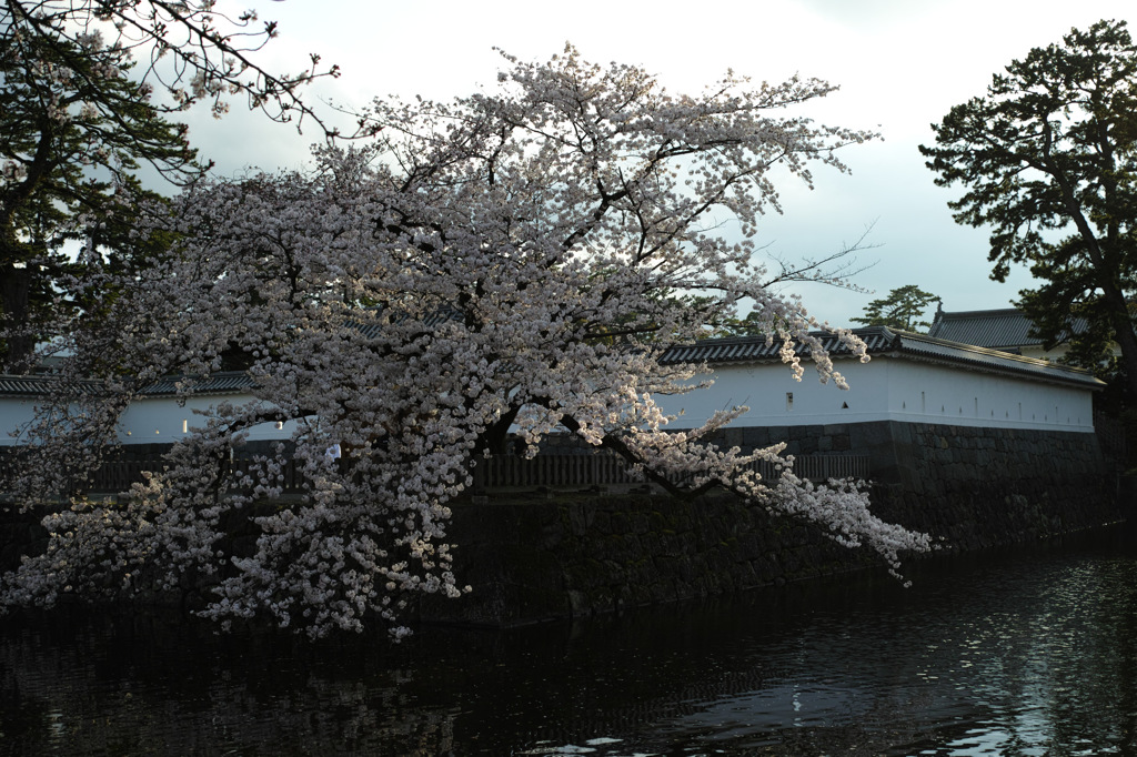 白壁と桜