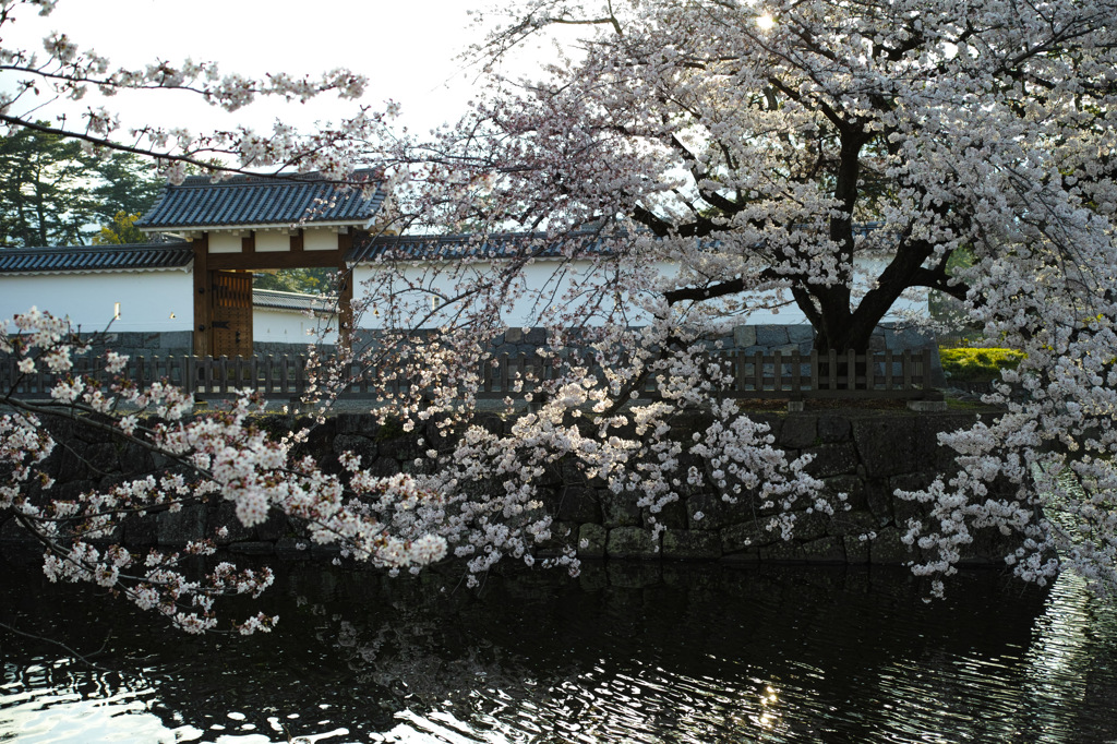 門前の桜