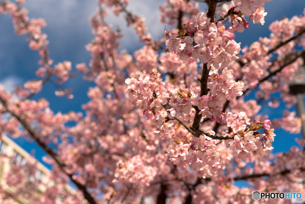 早咲きの桜