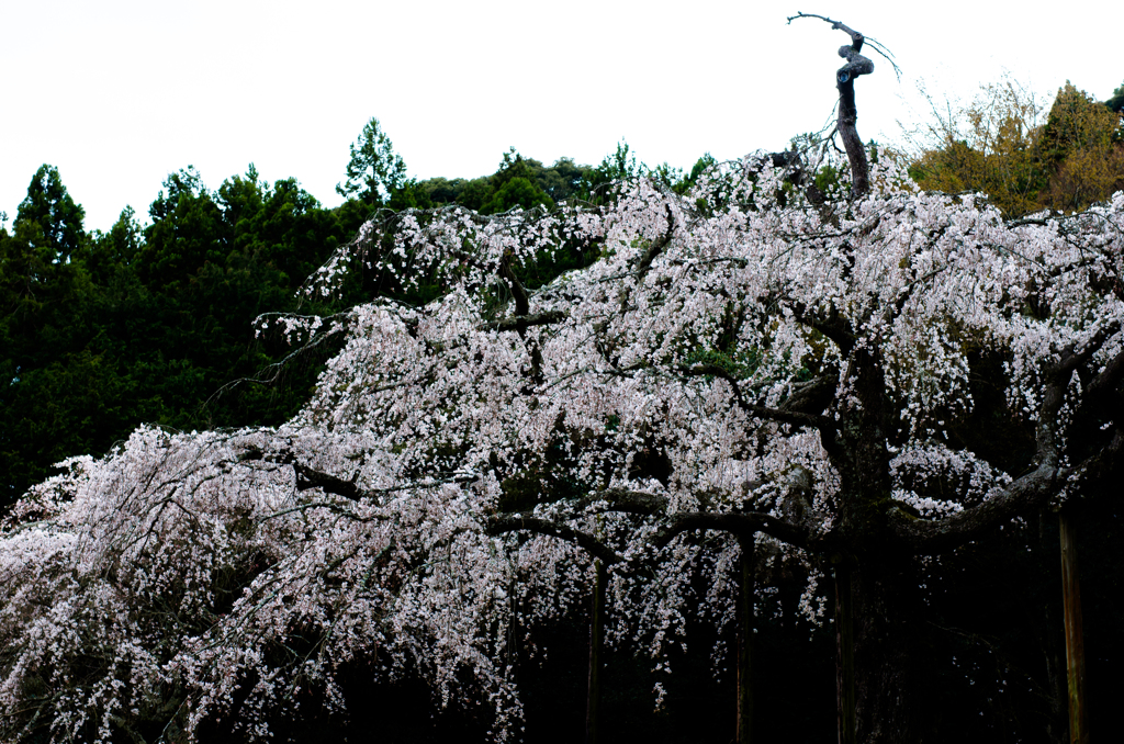 しだれ桜1