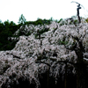 しだれ桜1