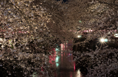 目黒の桜