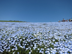 ひたち海浜公園のネモフィラ3