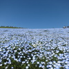 ひたち海浜公園のネモフィラ3
