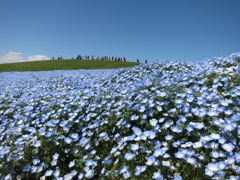ひたち海浜公園のネモフィラ1