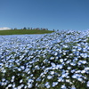 ひたち海浜公園のネモフィラ1