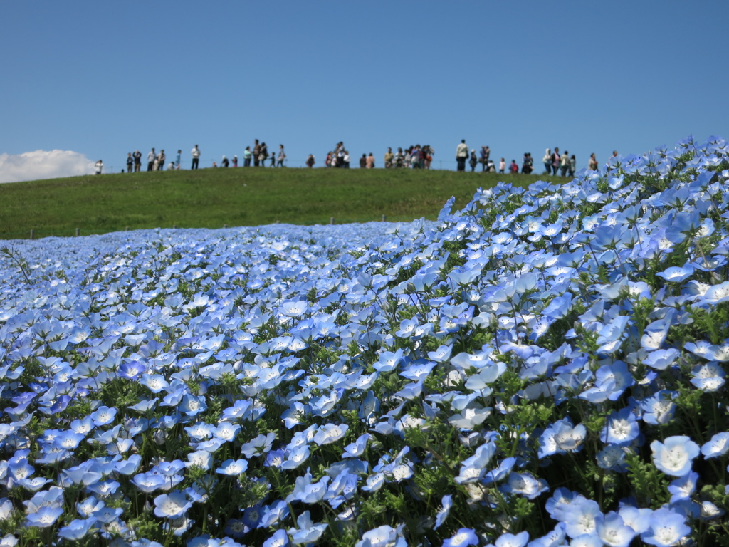 ひたち海浜公園のネモフィラ2