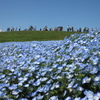 ひたち海浜公園のネモフィラ2