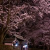桜 #002