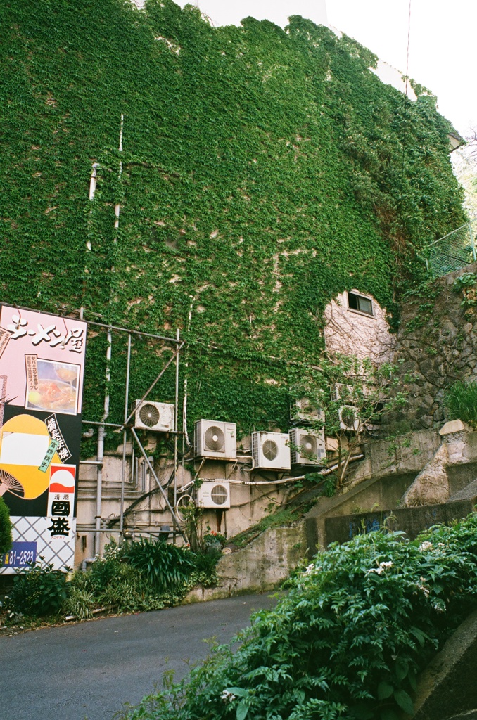 緑壁
