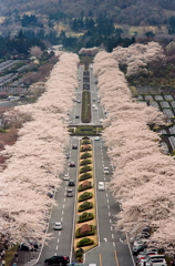 桜道