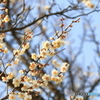 白梅が咲くころ