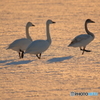 夕日を浴びて