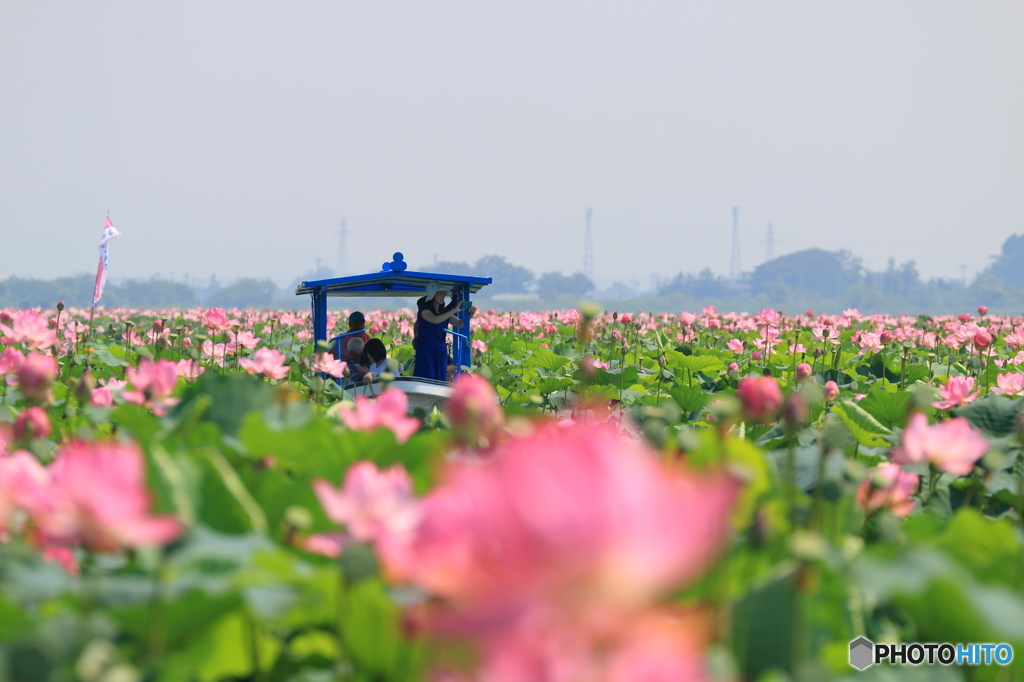 『極楽浄土』を撮るわたし