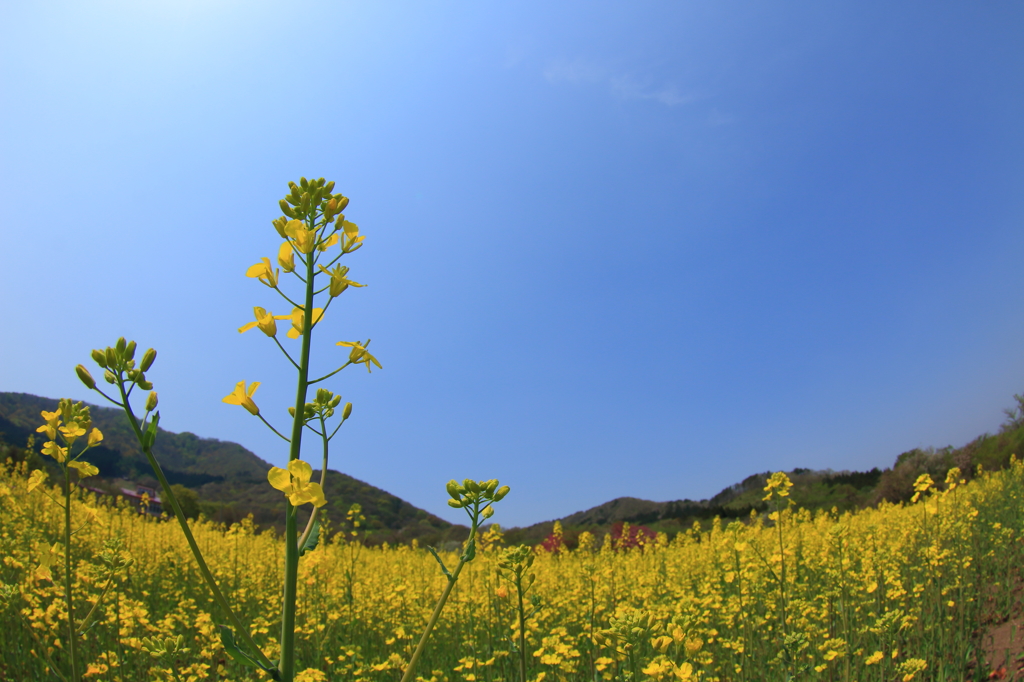菜の花に包まれて