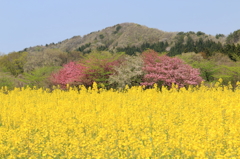 菜の花の頃