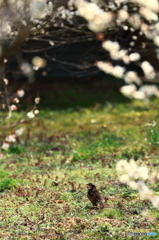 ツグミのお花見