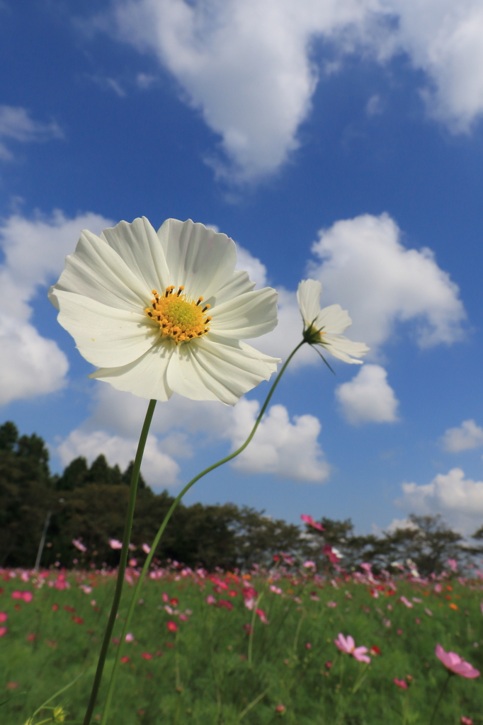 白い雲にあこがれて